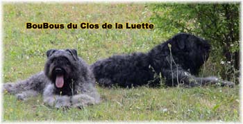 Elevage du CLOS DE LA LUETTE - COPYRIGHT DEPOSE